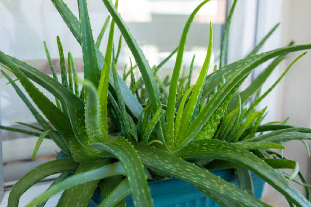 What should be done to make aloe vera grow well?