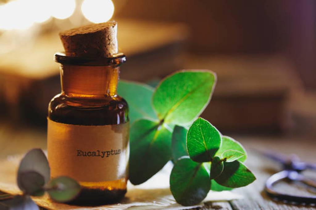 Eucalyptus Oil: Great for Health and Beauty!!!
