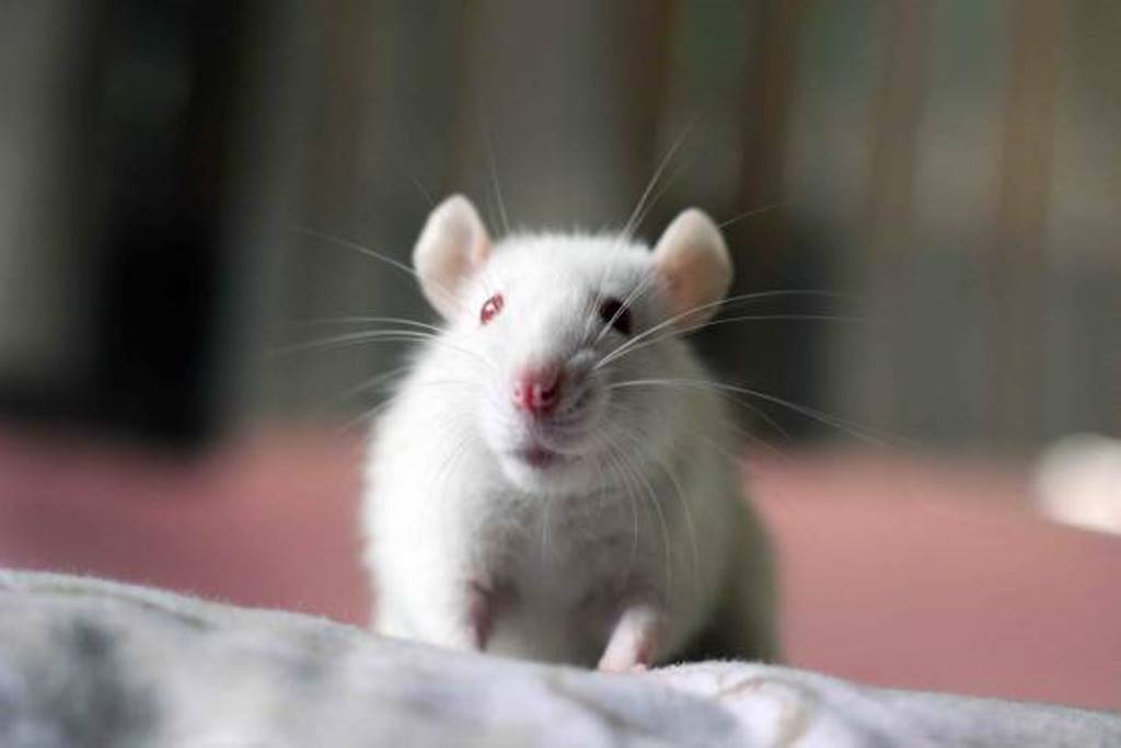 Some easy ways to get rid of mice
