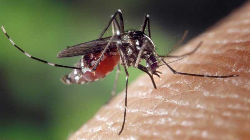 Some tips to get rid of mosquitoes from home