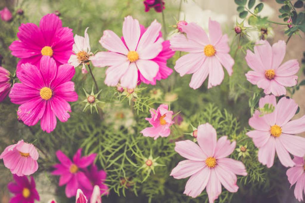 Easy to grow cosmos plant