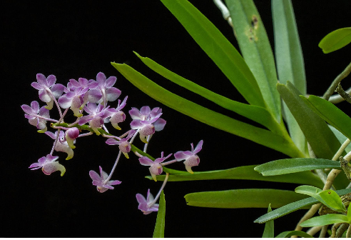 ഏറിഡിസ് (Aerides)