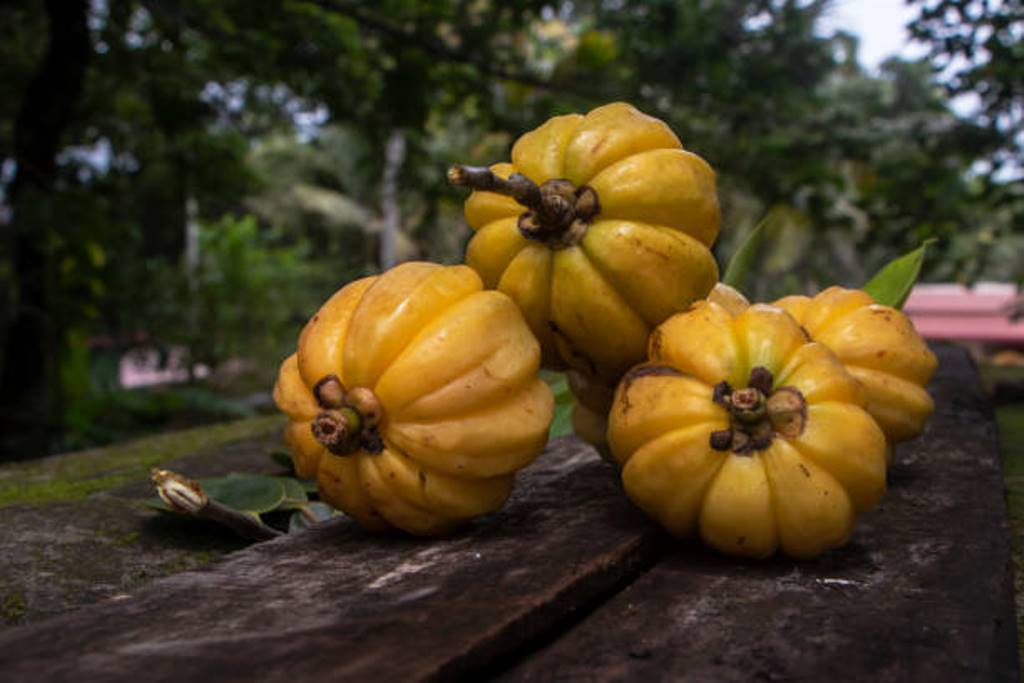 Kudampuli, which has remained undamaged for years; Medicinal values