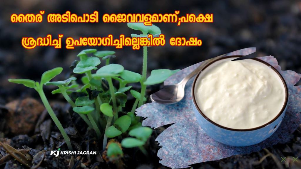 Yoghurt is an organic fertilizer, but if not used carefully, it can do harm instead of good