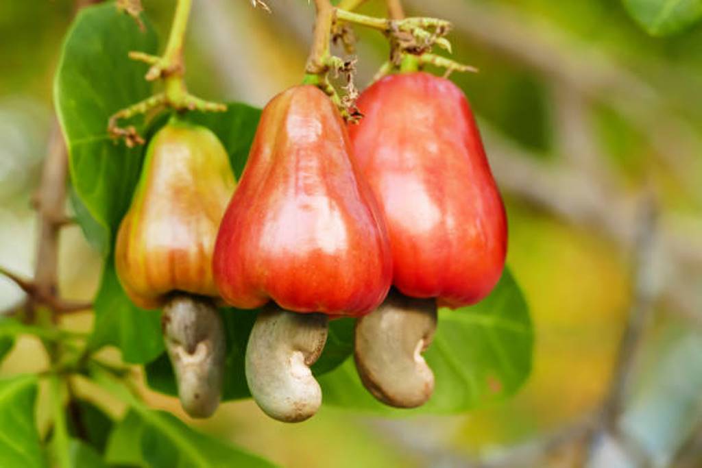 8 Health Benefits of Cashew apples