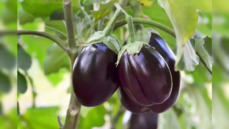Benefits of adding eggplant in your daily diet!