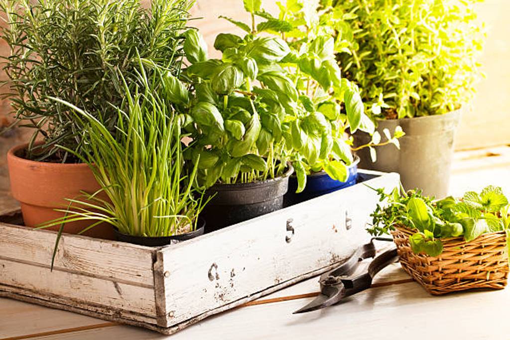 How about growing a herb garden at home?