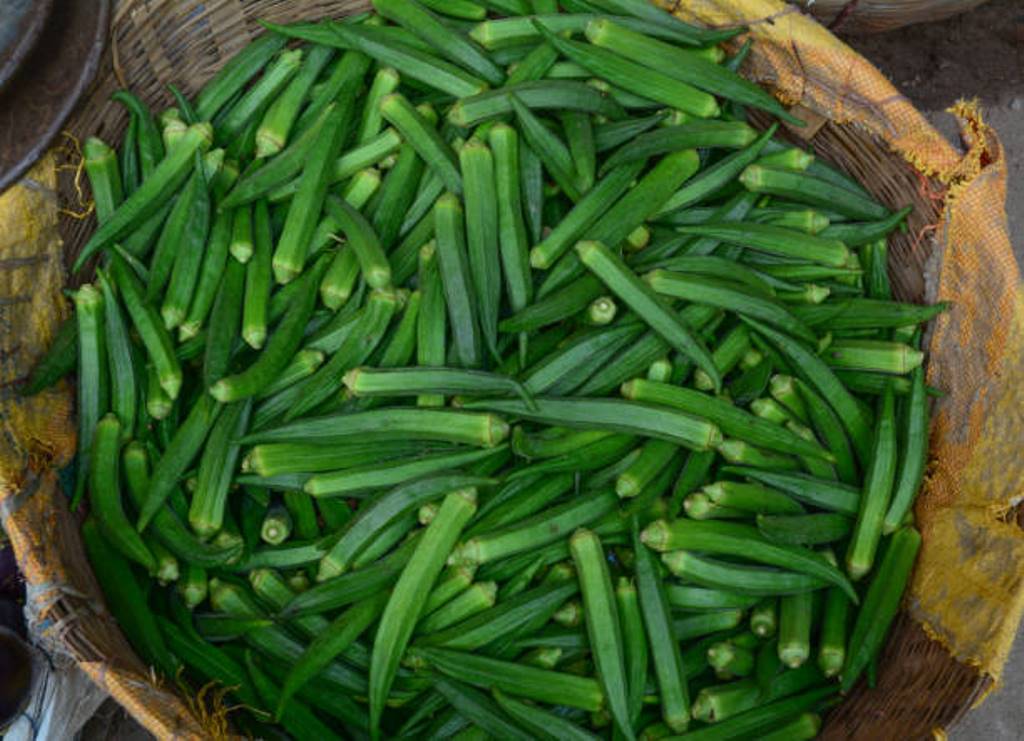 Yield can be doubled in Okra farming