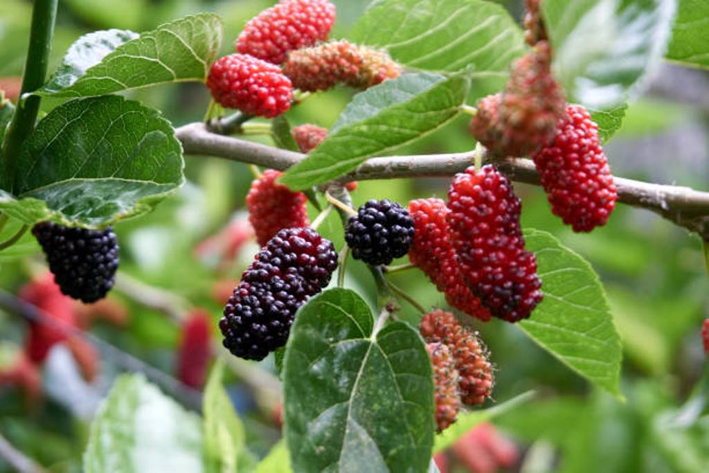 Mulberry can now be grown at home