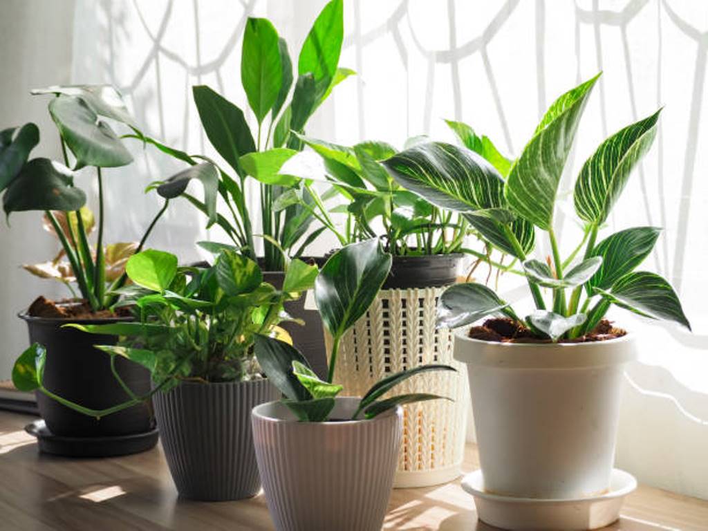 These plants can be easily grown at home