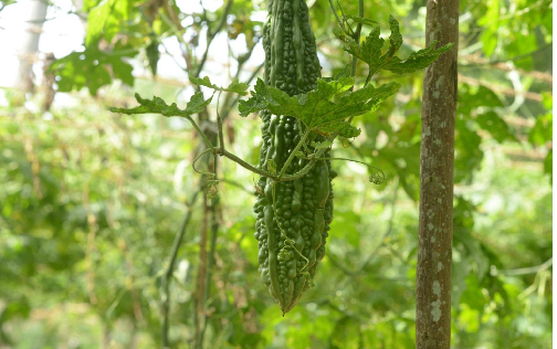 പാവൽ