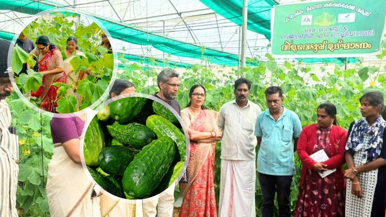 നെല്ലിയാമ്പതിയിൽ സാലഡ് വെള്ളരിയാണ് താരം; വിൽപ്പനയും വിളവെടുപ്പും ഉഷാർ!