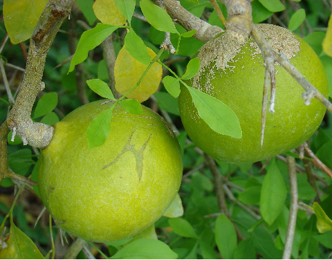 കൂവളം