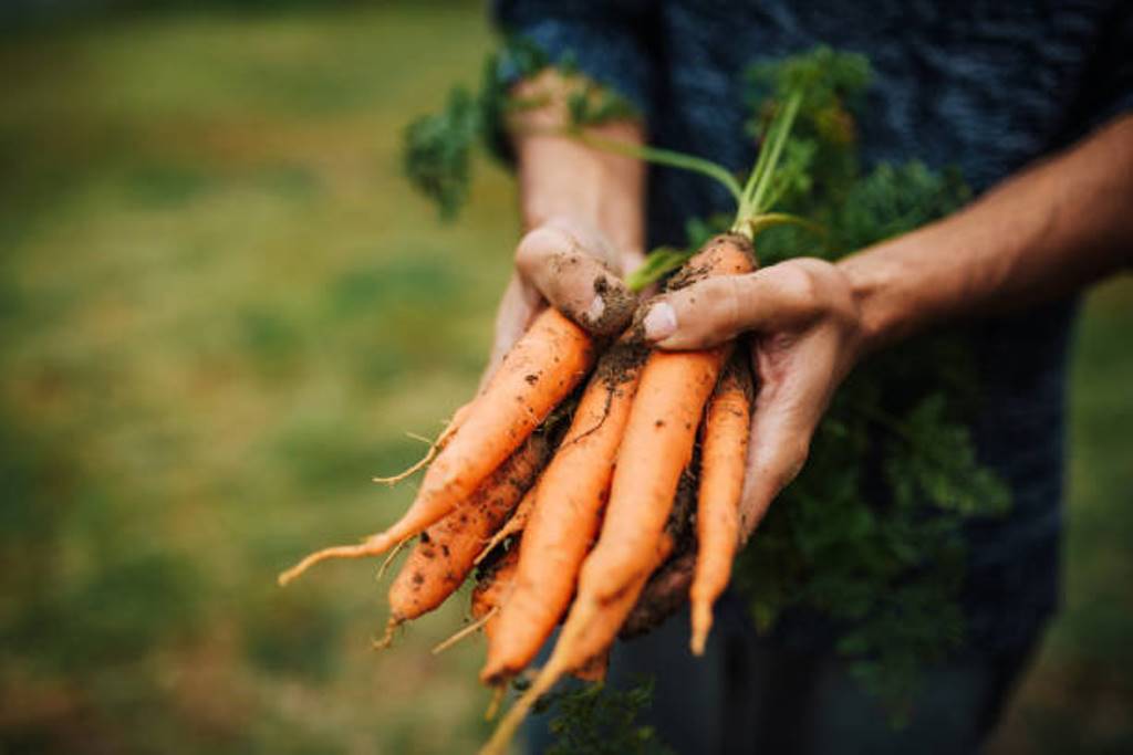 Best time to grow carrots; What to pay attention to in agriculture?