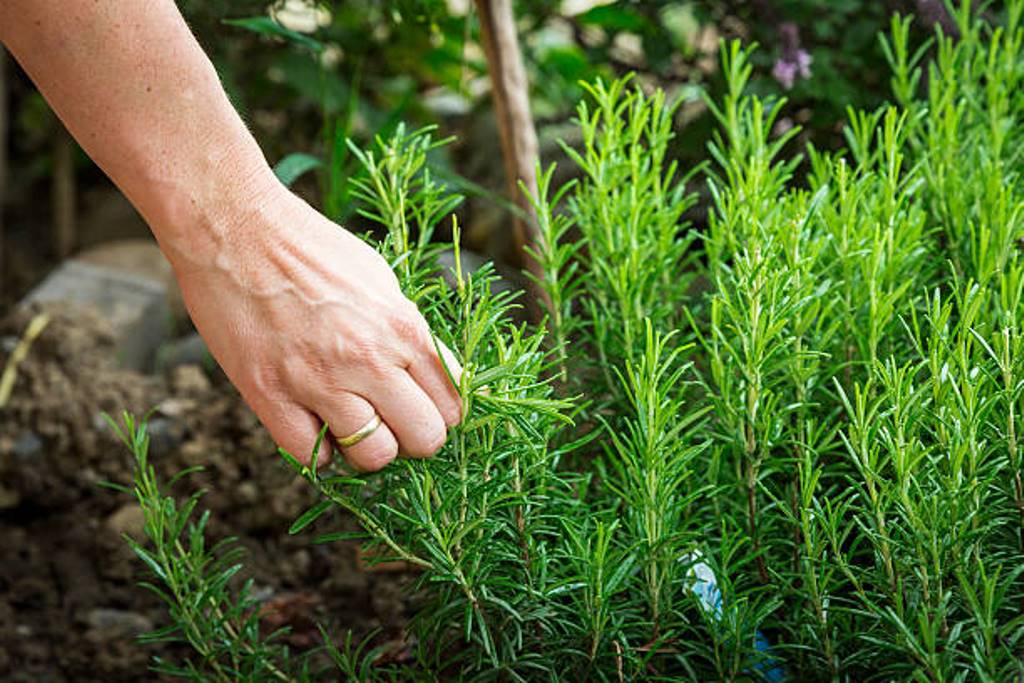 Rosemary is good for health and beauty when grown at home