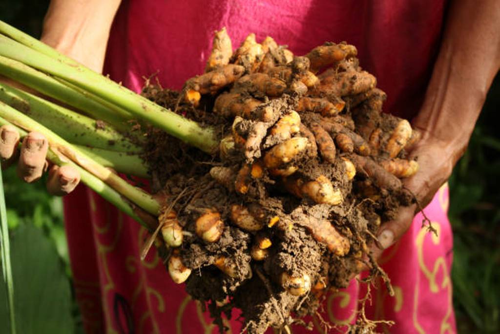 Turmeric can be cultivated and profited; can earn
