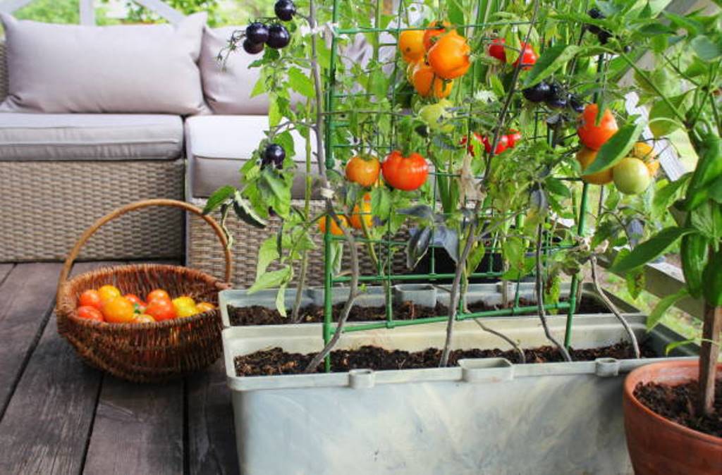 Some vegetables suitable for terrace cultivation