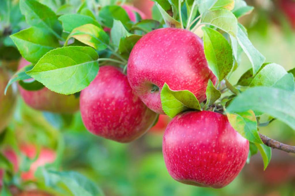 Eat an apple daily; Health benefits
