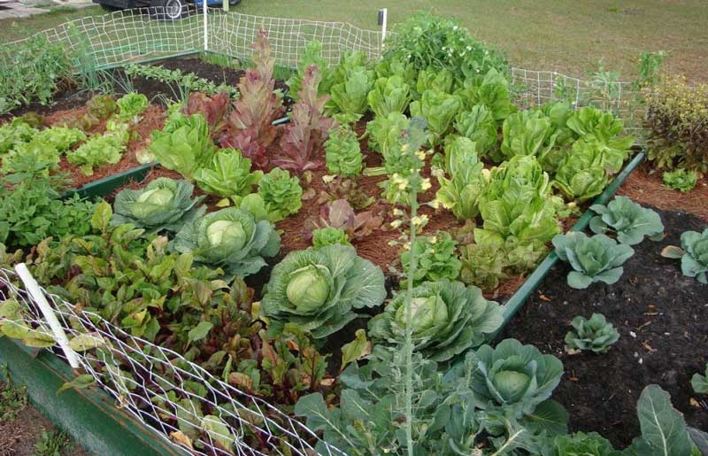 Some tips to set up kitchen garden at home