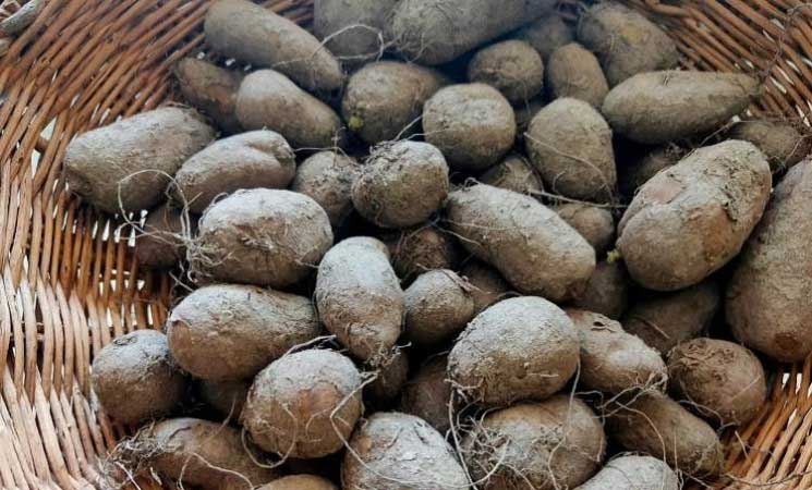 Health Benefits of Chinese potato
