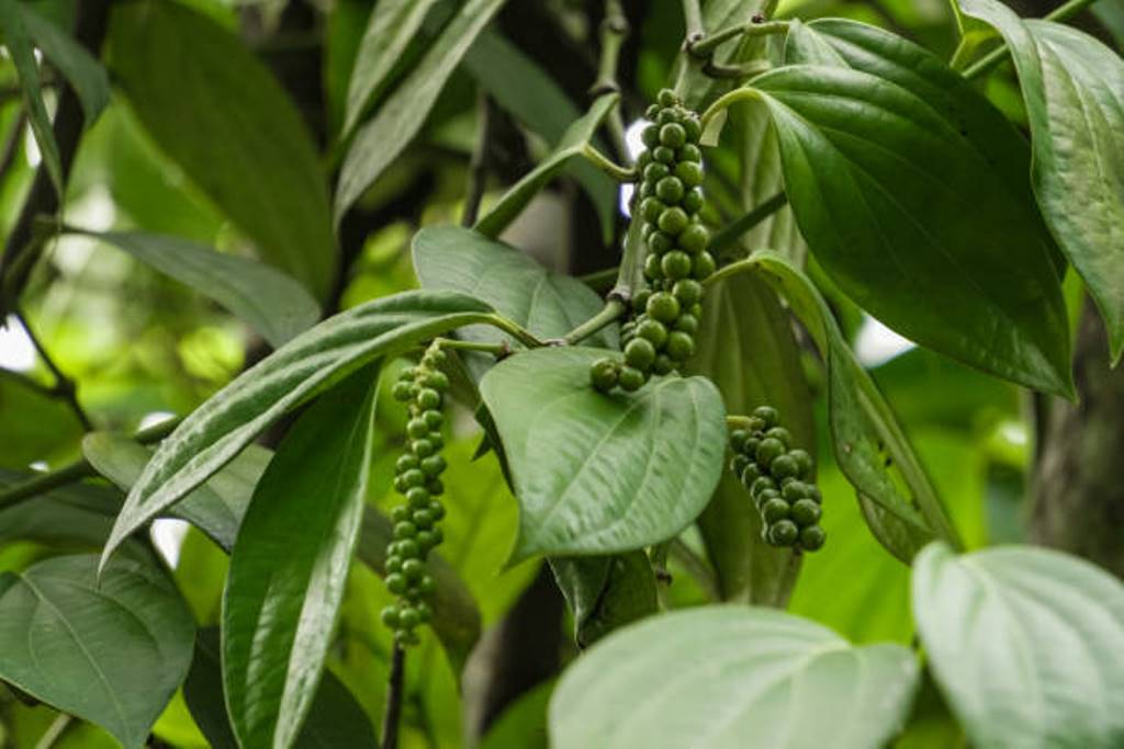 These are the things that should be taken care of in pepper cultivation