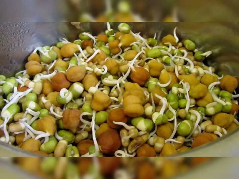 Some tips to help prevent sprouted lentils from spoiling easily