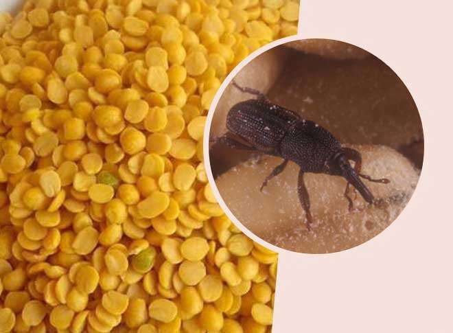 Use these tips to get rid of insects from lentils