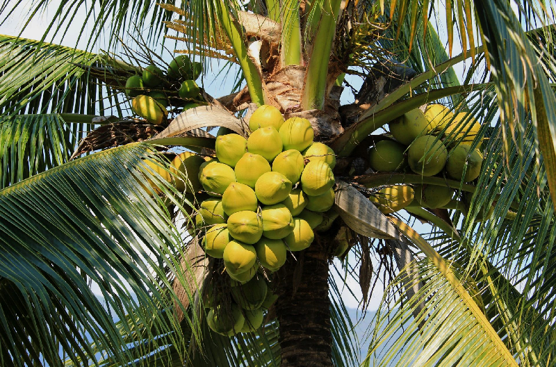 തെങ്ങിൽ താഴെയുള്ള ഓലകൾ