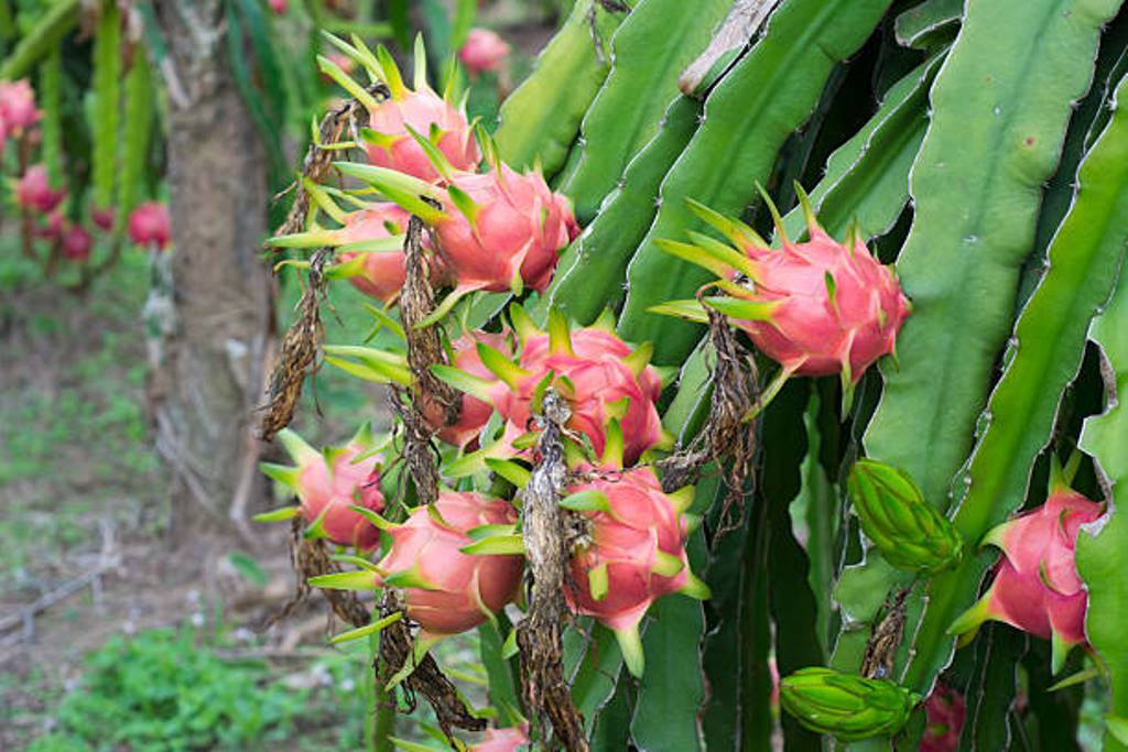 Dragon fruit also grows in Kerala; Cultivation methods