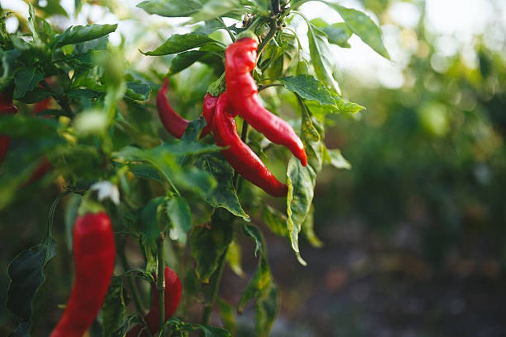 You can grow your own chili for home; Farming practices