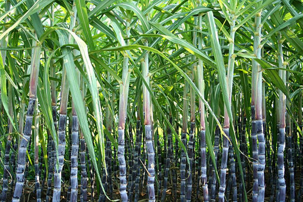 We can also cultivate sugarcane; Farming Tips