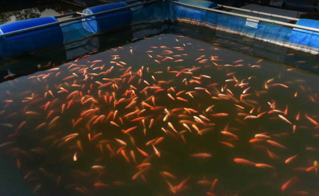 Fish Farming Disrupted: Gram Panchayat to Pay Rs 2 Lakh Compensation to Farmers