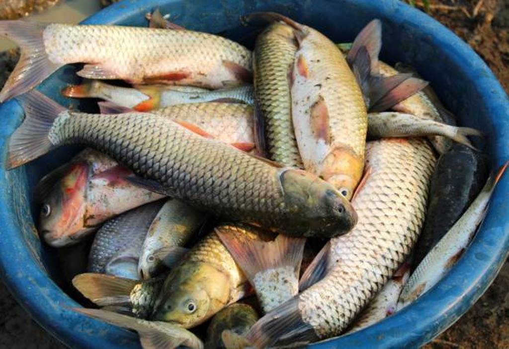 kerala government's fish farming schemes