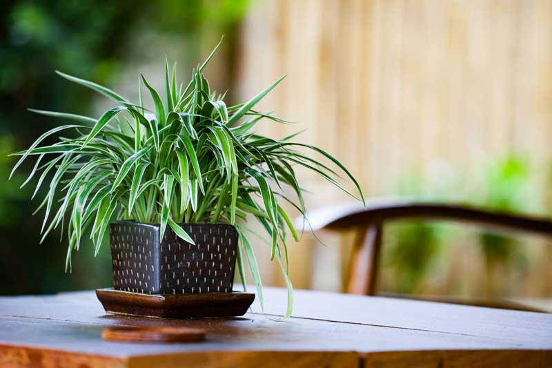 Benefits of growing spider plant indoors