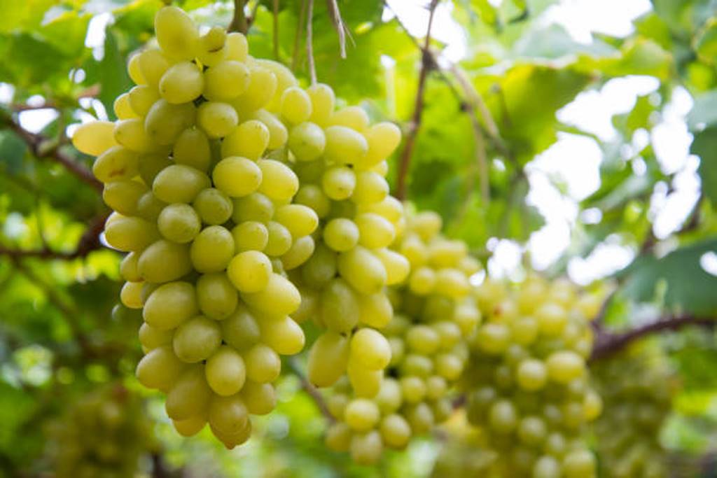 Eating grapes is good for health