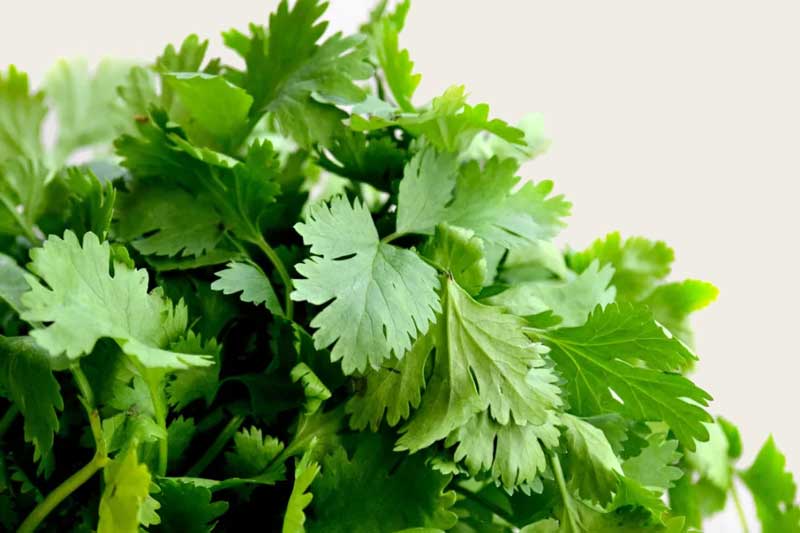 Some tips to keep coriander leaves from spoiling