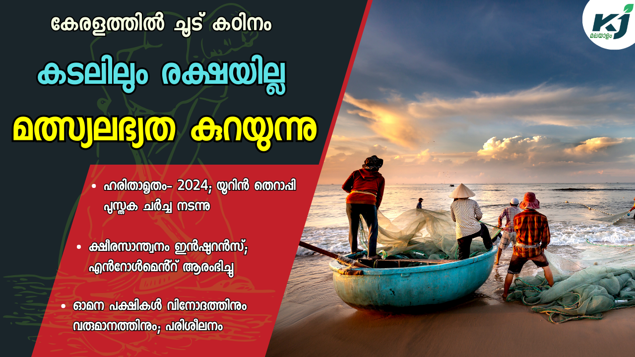 കേരളത്തിൽ ചൂട് കഠിനം; മത്സ്യലഭ്യത കുറയുന്നു; മത്സ്യത്തൊഴിലാളികൾ ആശങ്കയിൽ