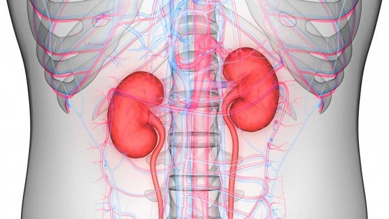 How does high blood pressure damage the kidneys?