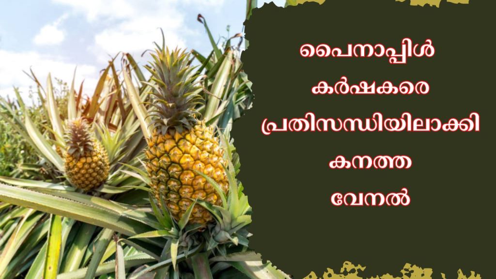 Heavy summer puts pineapple farmers in crisis