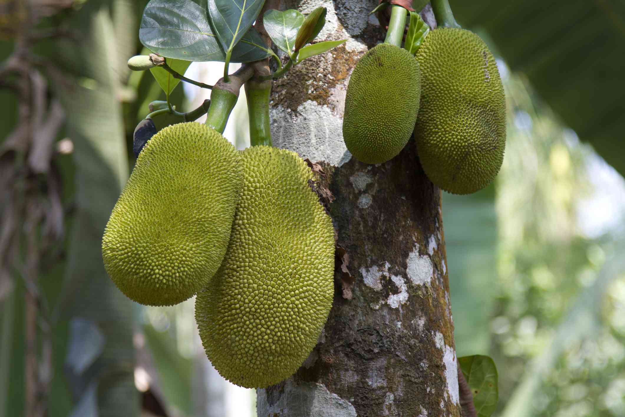 jack fruit