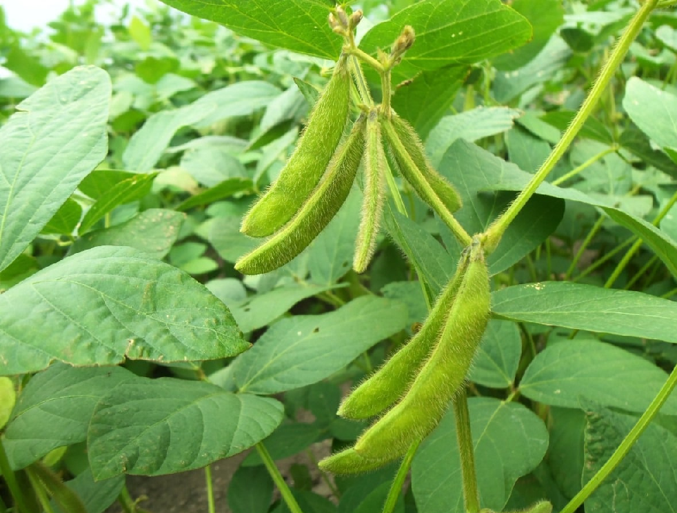 സോയാബീൻ കൃഷി