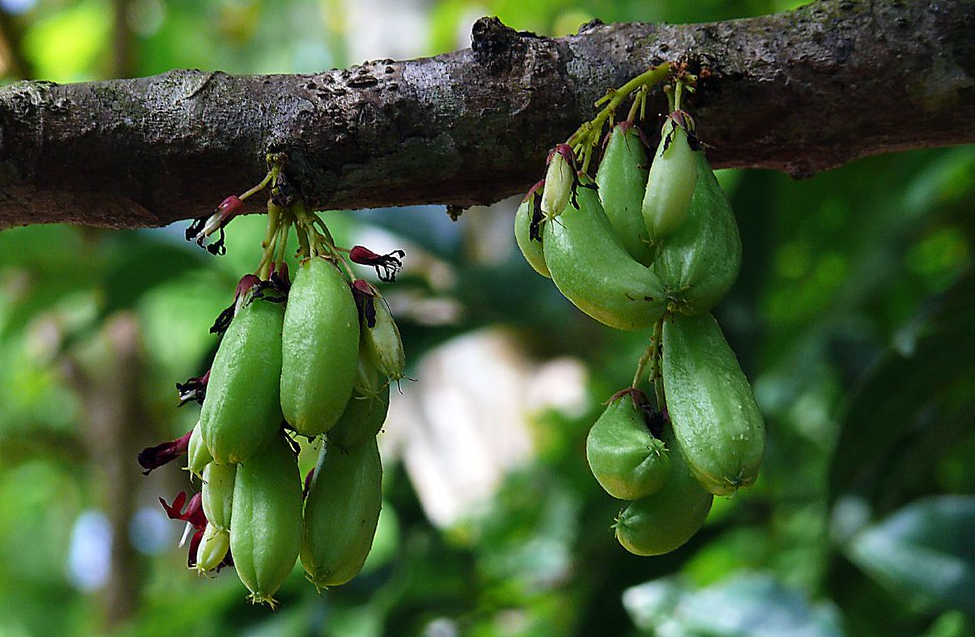 പുളിഞ്ചി