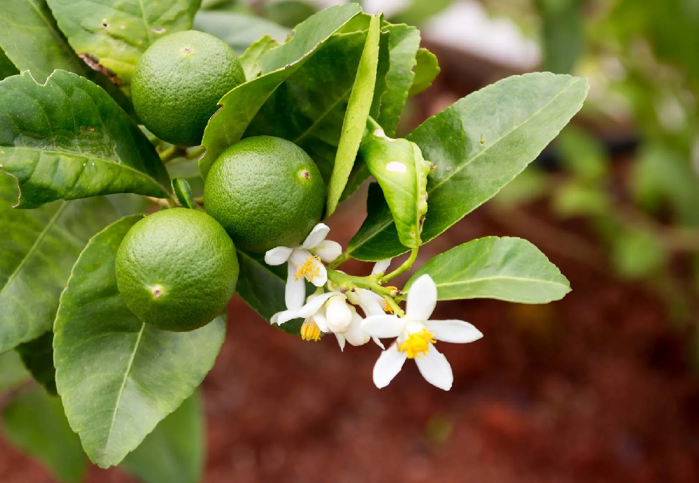 നാരകച്ചെടി