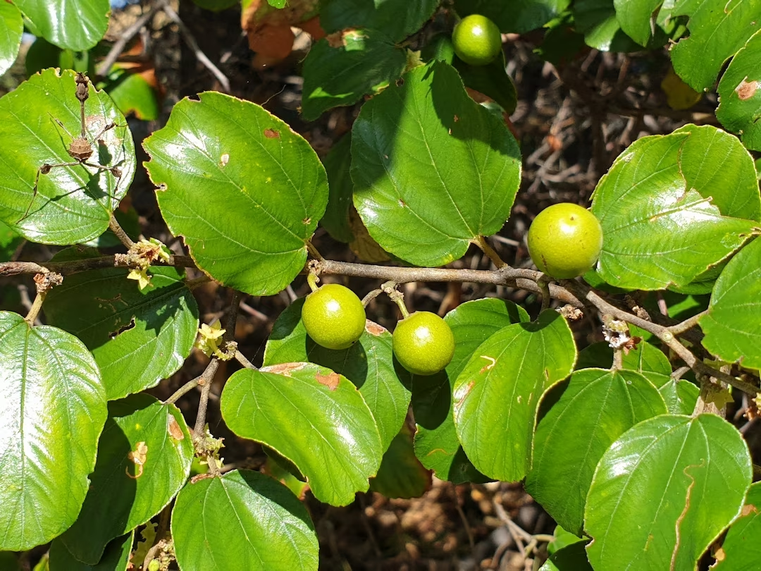 ഇലന്ത