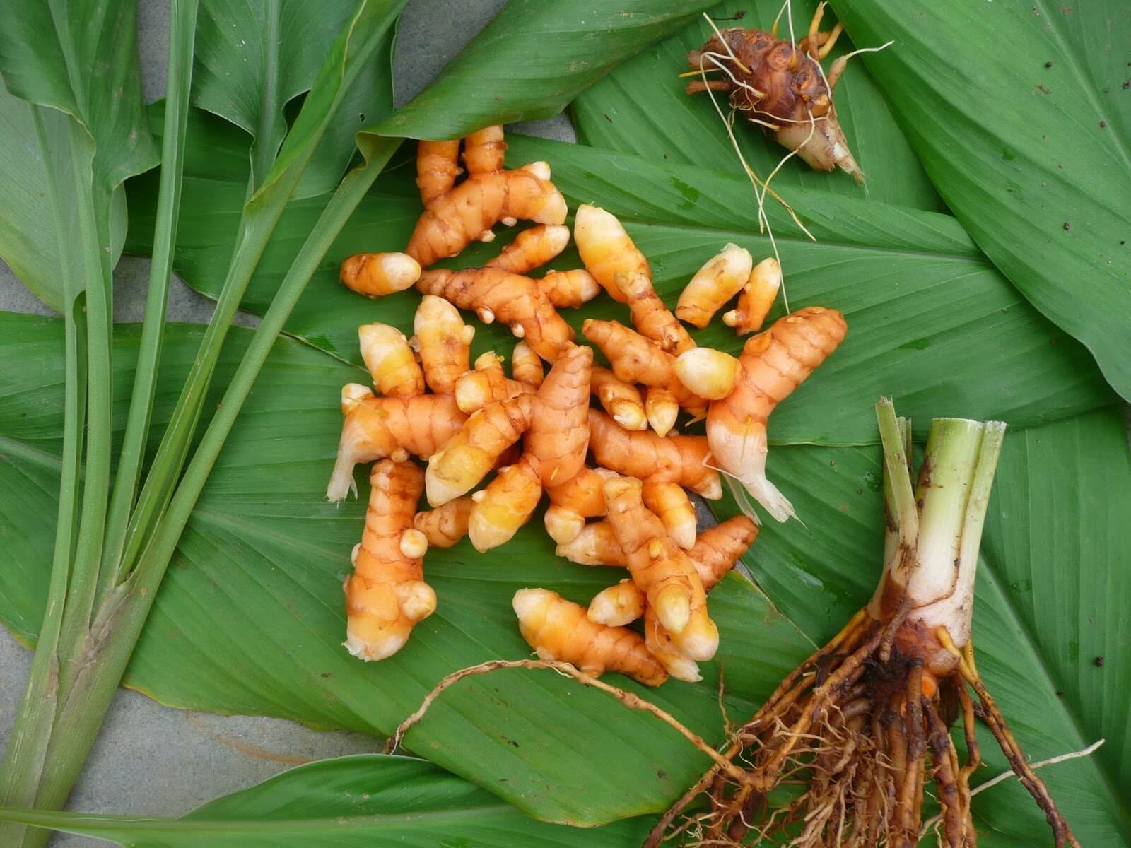 turmeric