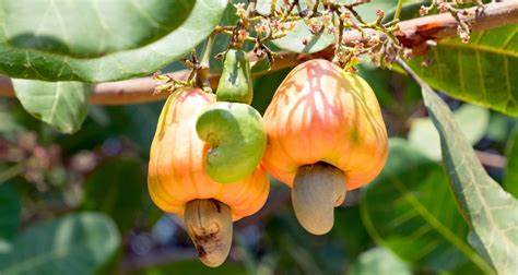 cashew  tree