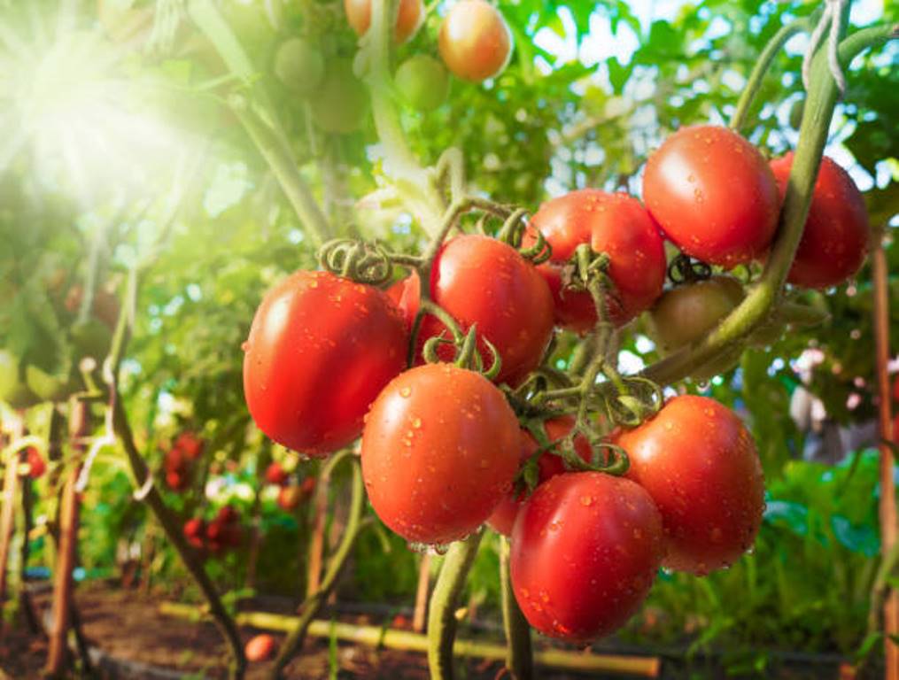 If you are careful while growing tomatoes, you can double the yield