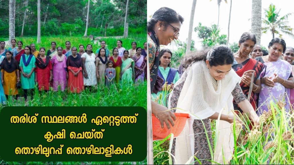 Thozhilurappu workers take over barren land and cultivate ragi