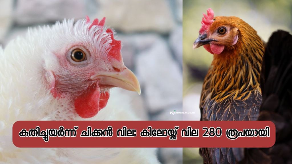 Chicken price hiked: Rs 280 per kg
