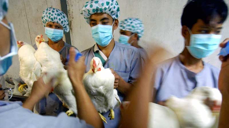 What is H5N1?